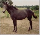 Racers Cool Breeze 1 year old