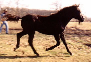 Racers Fury II @ 7 months old