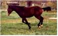 Racers Smoking Gun 4-16-02