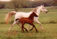 Lightfoot & Step This Way @ 2 weeks)
