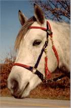 2 color halter bridle