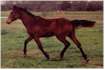 Racers Skeeter Bug 4-16-02