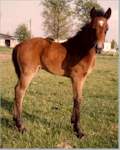 Smarty 19 Days