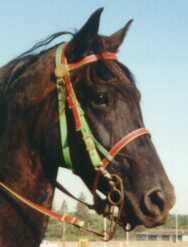 Racer's Head