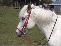 Gracie & bridle