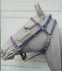 Aussie Halter Bridle